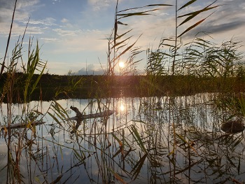 IMG_20230815_010004_(350_x_263_pixel).jpg